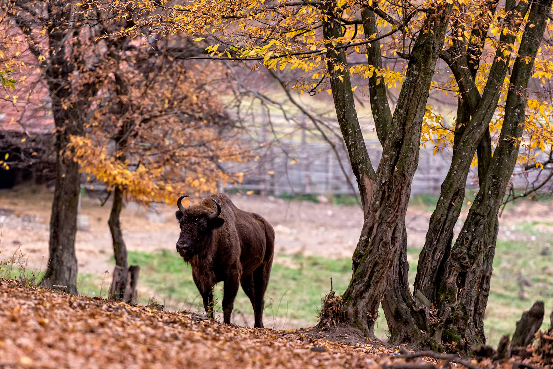 Hateg Bison Reserve Land of Hateg Romania