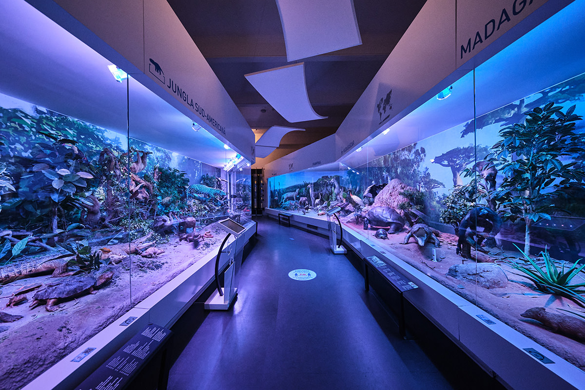 Natural History Museum - Museums of Bucharest