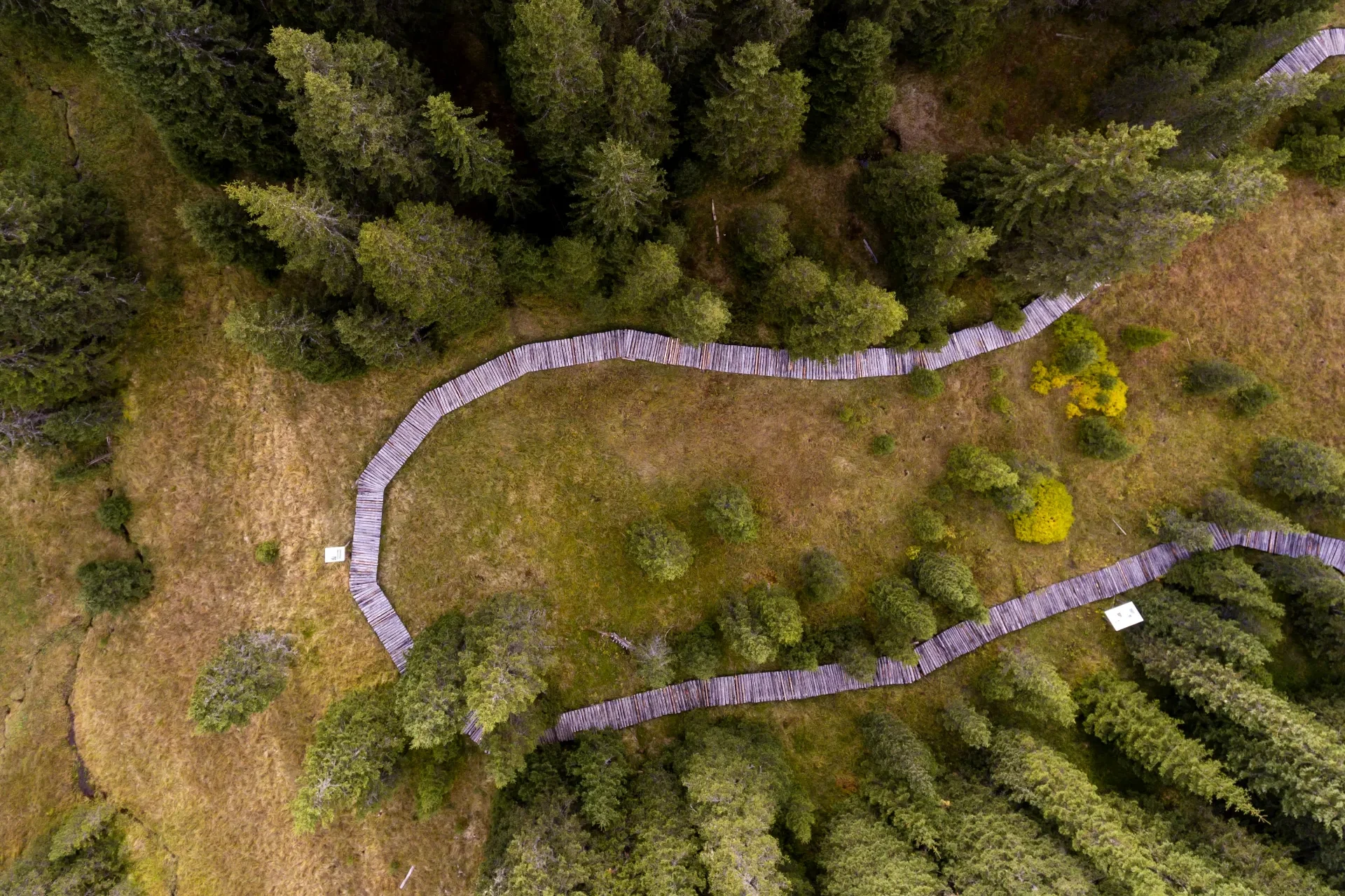 Bucegi Mountains - Wild Mountains of Romania 42 - Laptici Bog Reserve