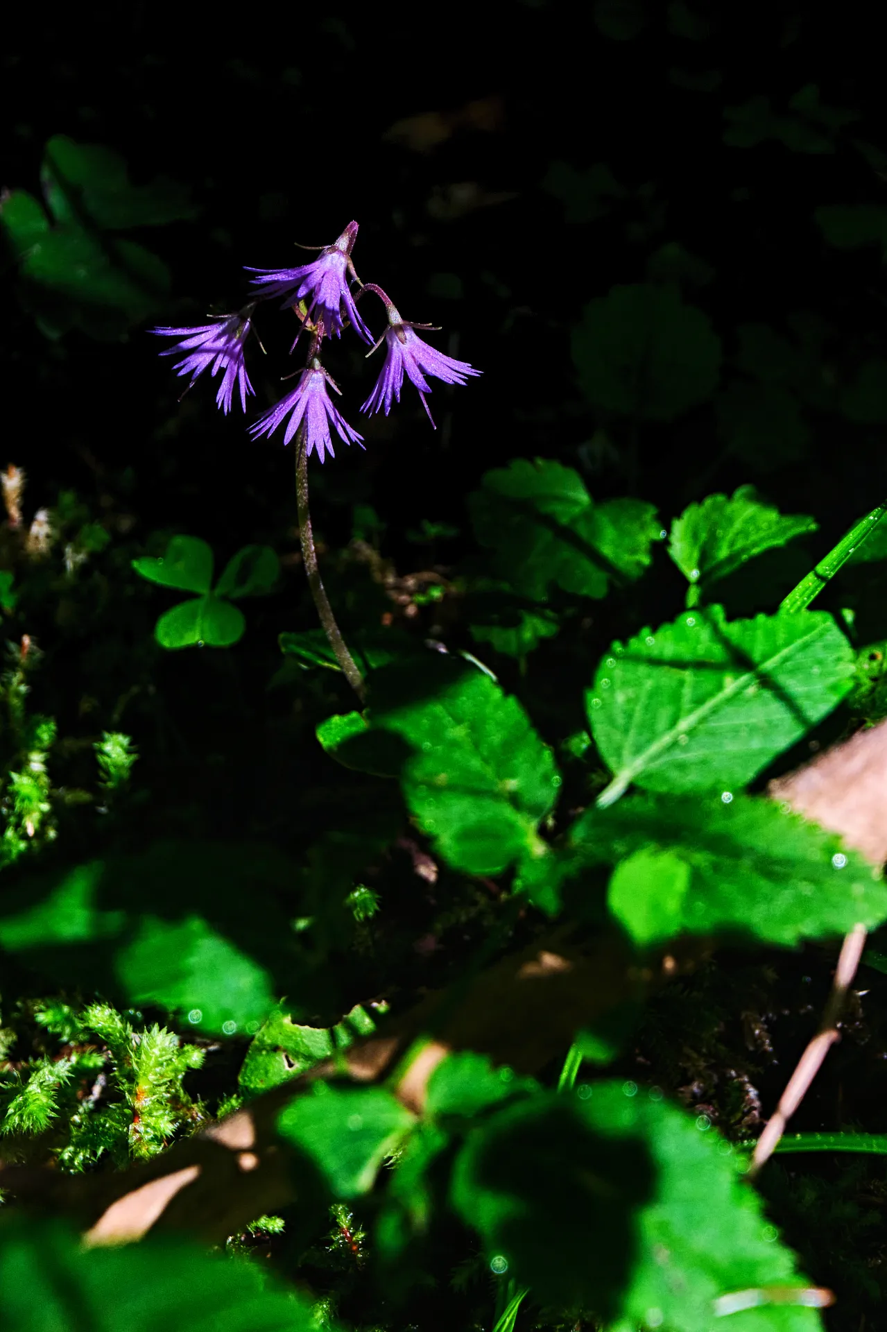 Bucegi Mountains - Wild Mountains of Romania 64 - Zănoaga Gorges