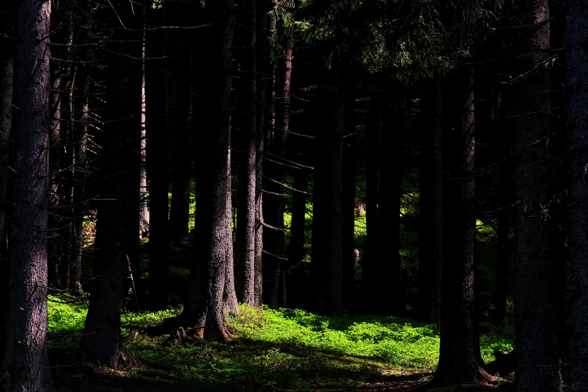 Bucegi Mountains - Wild Mountains of Romania 68 - Zănoaga Gorges