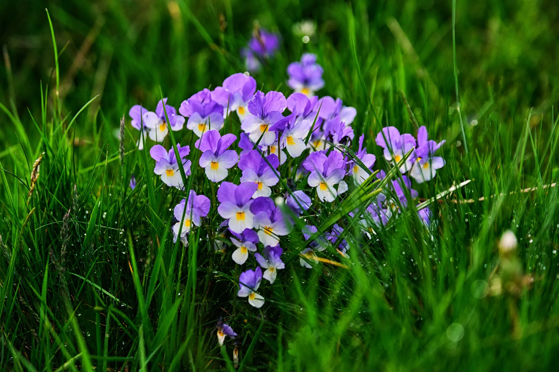 Bucegi Mountains - Wild Mountains of Romania 74 - Biodiversity