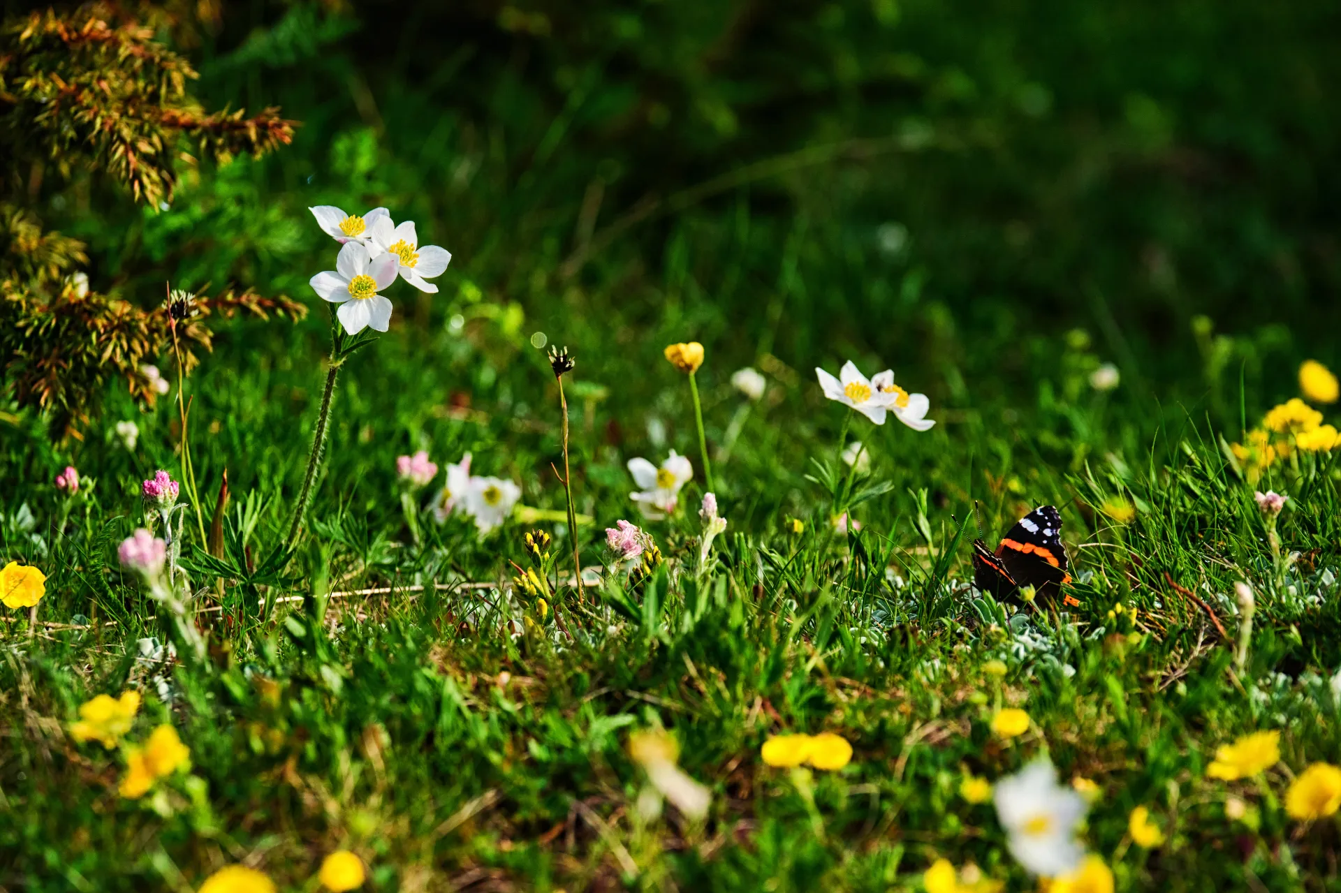 Bucegi Mountains - Wild Mountains of Romania 76 - Biodiversity