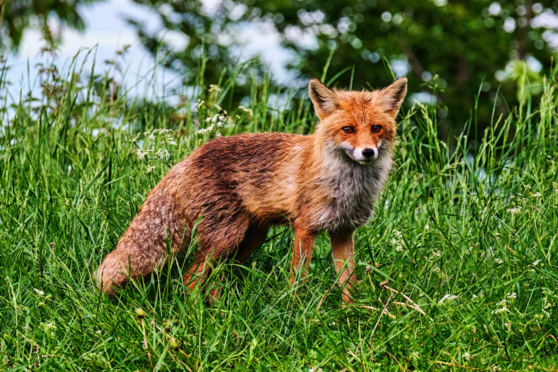 Bucegi Mountains - Wild Mountains of Romania 79 - Biodiversity