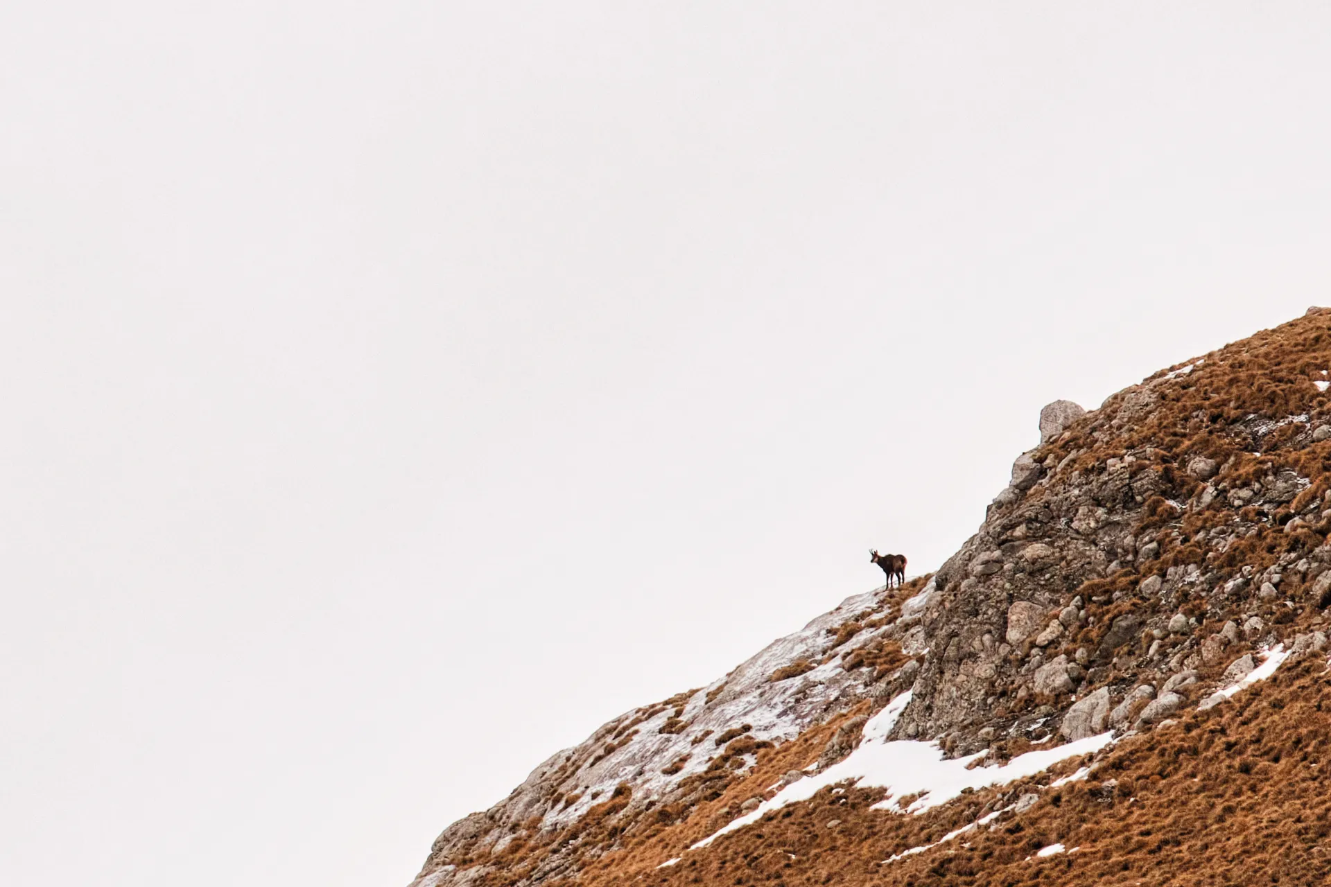 Bucegi Mountains - Wild Mountains of Romania 85 - Wild Chamois in Bucegi
