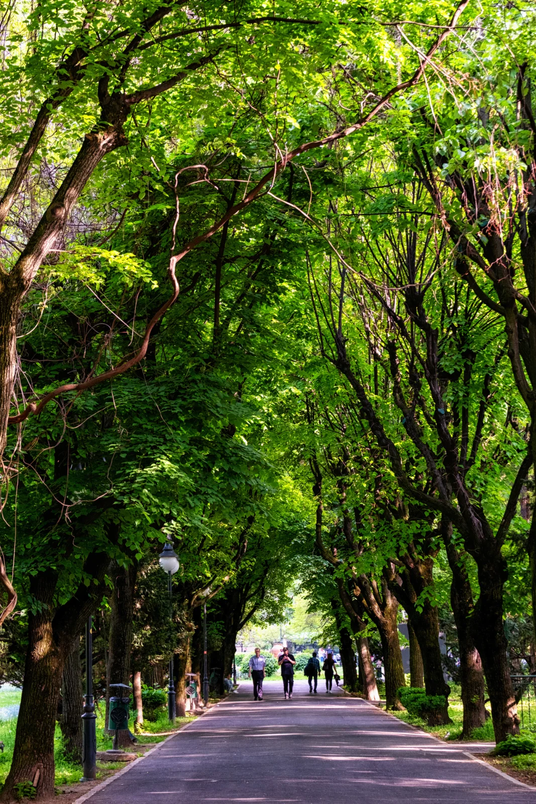 Other Sights and Monuments of Bucharest - Cismigiu Park 3