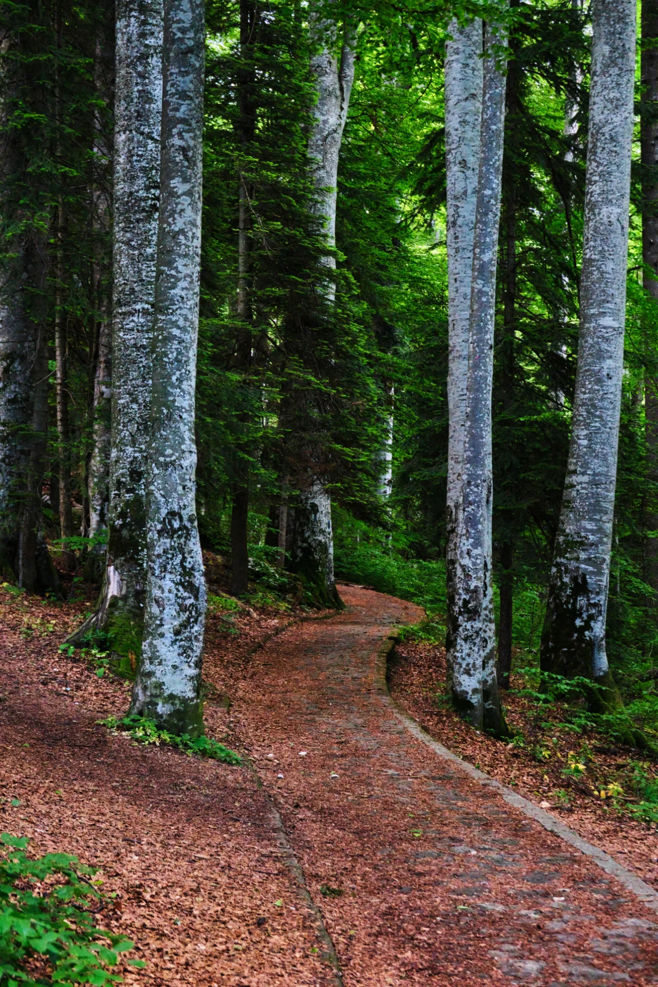Royal Trail in Sinaia Romania 02