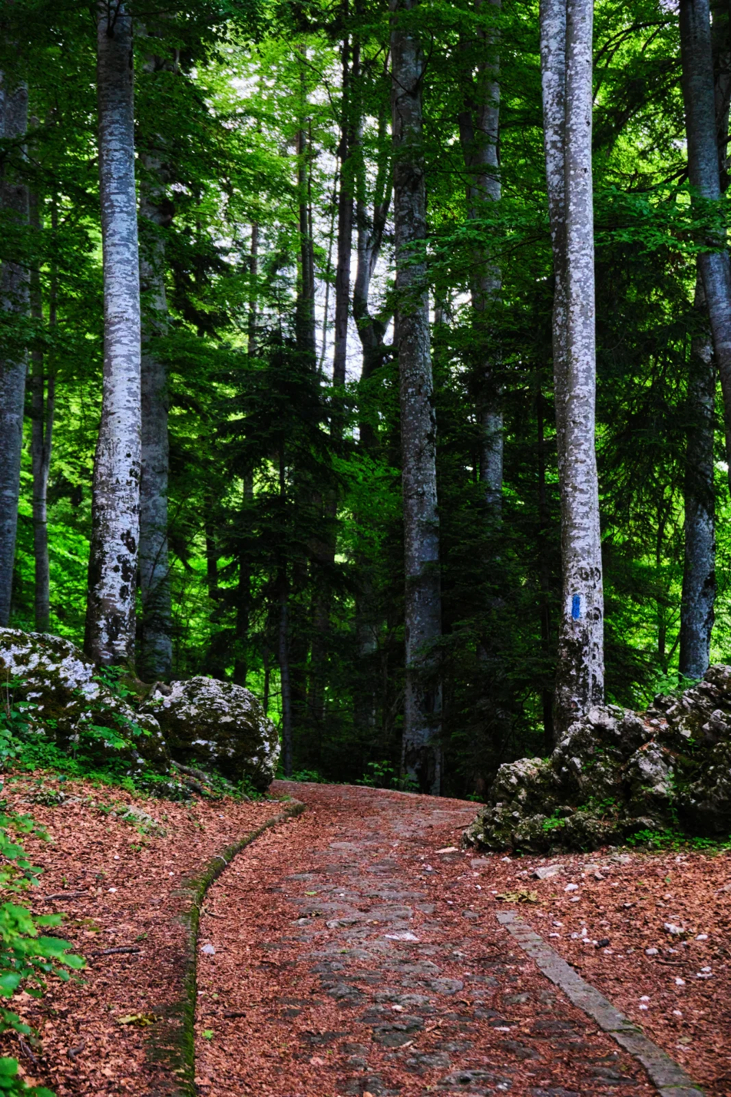Royal Trail in Sinaia Romania