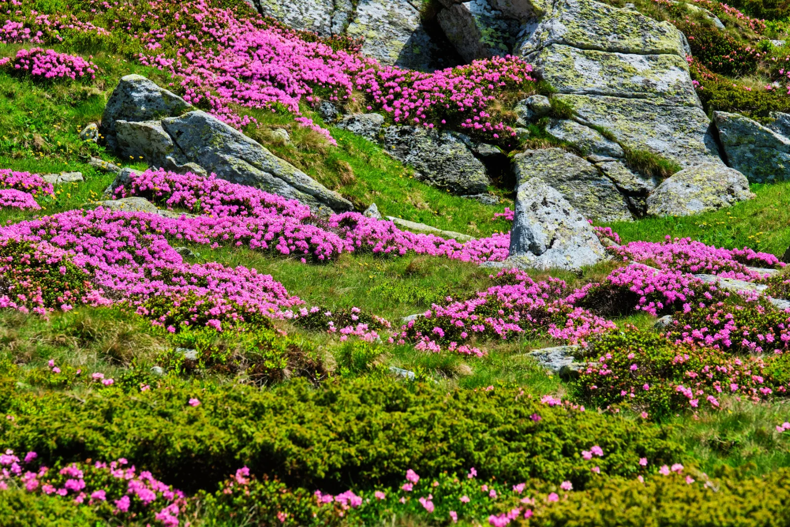 Transalpina Mountain Road in Romania - Cindrel Natural Park